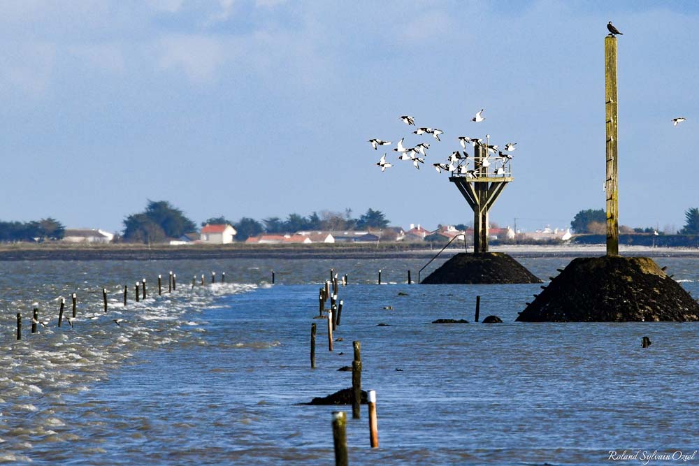 poissons et mouettes passage du gois Noirmoutier