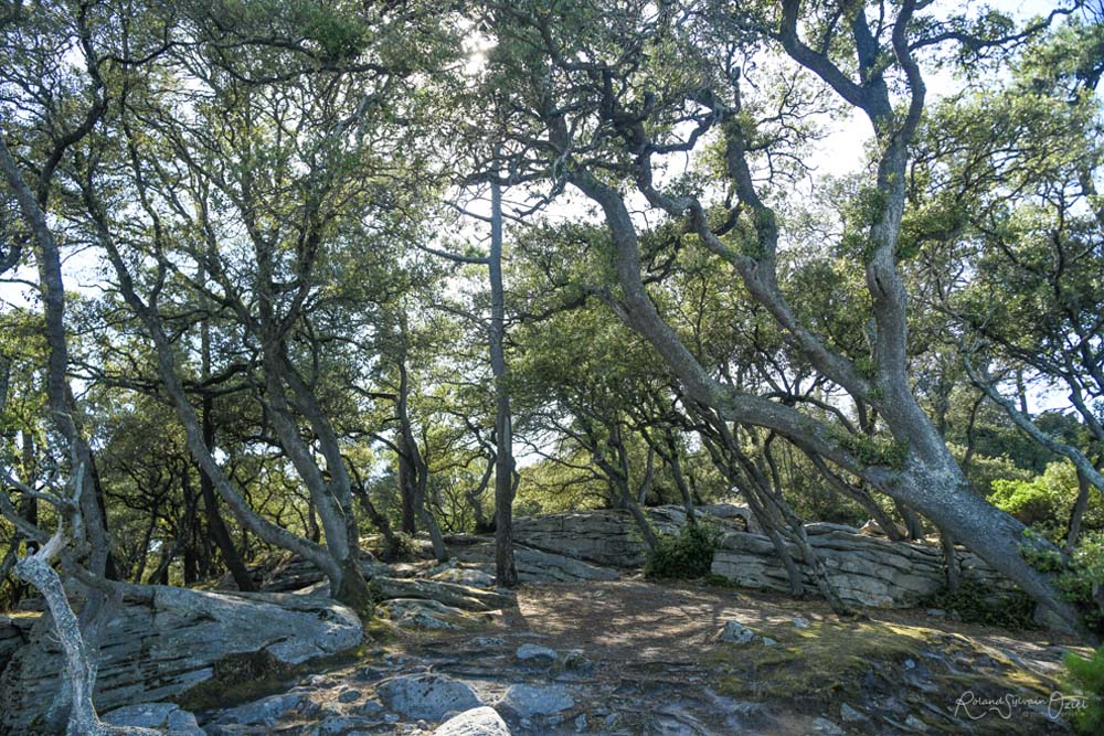 Pointe Saint-Pierre Noirmoutier bois de la chaise